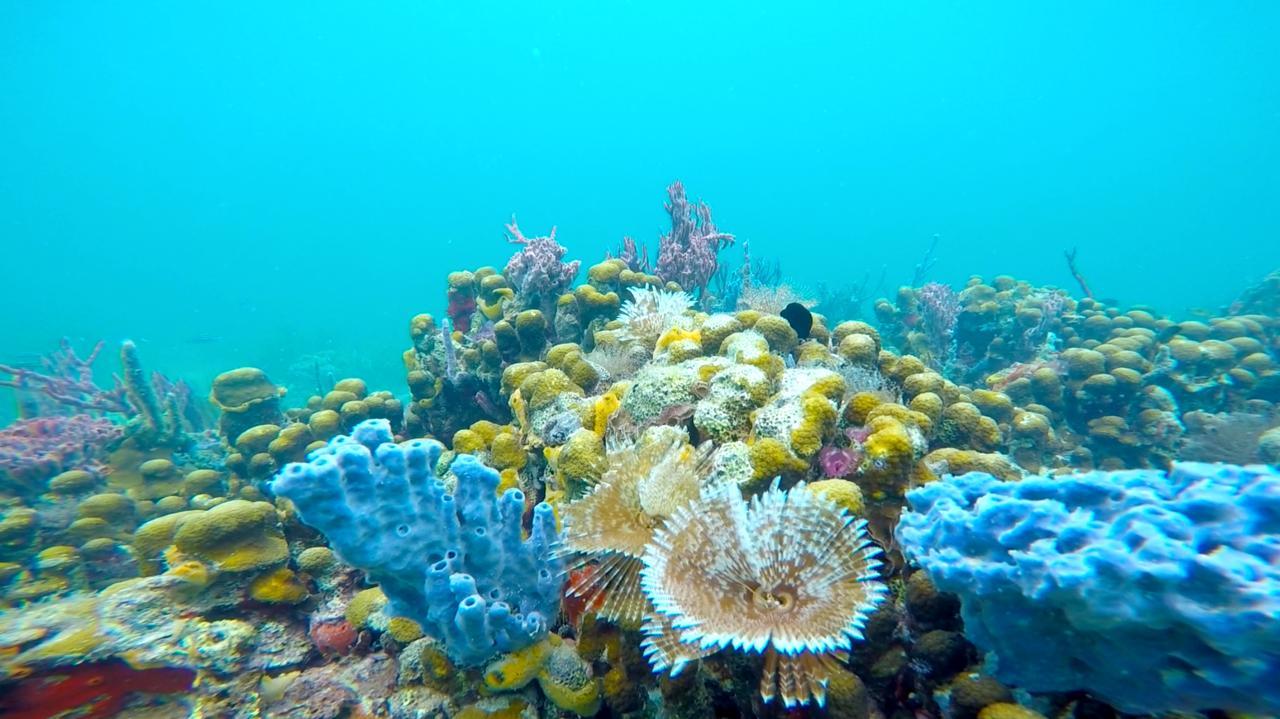 Azul Paradise Bastimentos Eksteriør billede